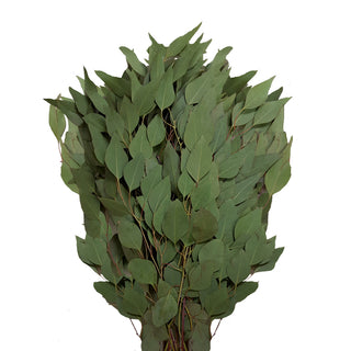 Diamond Silver Dollar Eucalyptus Green flowers - fresh-cut flowers by Bloomingmore - ideal for weddings and floral events