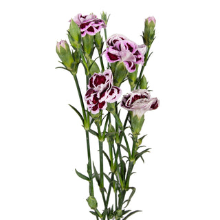 DIY Design Collection - Enchanted - 140 Stems DIY flowers - fresh-cut flowers by Bloomingmore - ideal for weddings and floral events