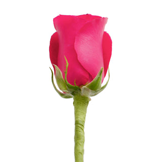Do It Yourself Wired Hot Pink Roses Red roses - fresh-cut roses by Bloomingmore - ideal for weddings and floral events