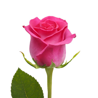 DIY Wedding Hot Pink Roses Collection Pink roses - fresh-cut roses by Bloomingmore - for custom arrangements and home decor