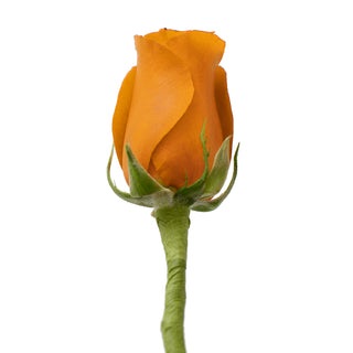 Do It Yourself Wired Orange Roses Red roses - fresh-cut roses by Bloomingmore - ideal for weddings and floral events