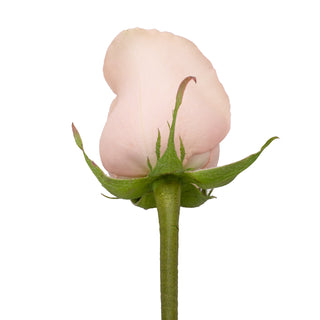 Do It Yourself Wired Pink Roses Red roses - fresh-cut roses by Bloomingmore - ideal for weddings and floral events