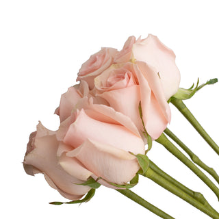 Do It Yourself Wired Pink Roses Red roses - fresh-cut roses by Bloomingmore - ideal for weddings and floral events
