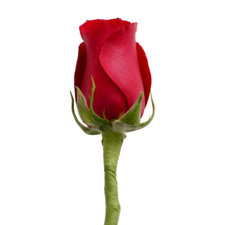 Do It Yourself Wired Red Roses Red roses - fresh-cut roses by Bloomingmore - ideal for weddings and floral events