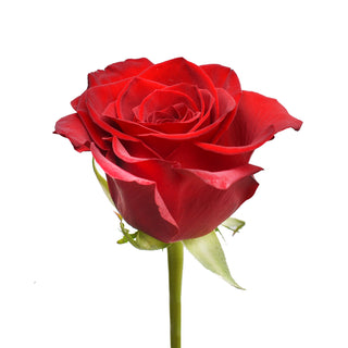 DIY Wedding Red Roses Collection Red roses - fresh-cut roses by Bloomingmore - for custom arrangements and home decor