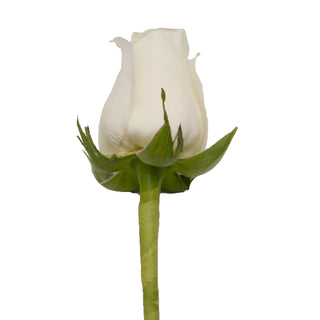 Do It Yourself Wired White Roses Red roses - fresh-cut roses by Bloomingmore - ideal for weddings and floral events