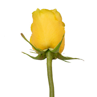 Do It Yourself Wired Yellow Roses Red roses - fresh-cut roses by Bloomingmore - ideal for weddings and floral events