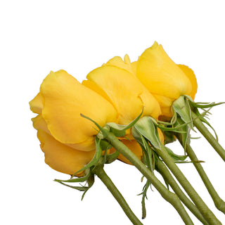 Do It Yourself Wired Yellow Roses Red roses - fresh-cut roses by Bloomingmore - ideal for weddings and floral events