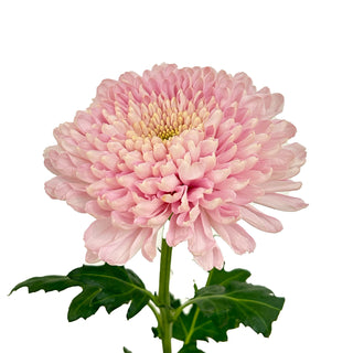 Empress Cremon Pink flowers - fresh-cut flowers by Bloomingmore - ideal for weddings and floral events