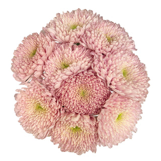 Empress Cremon Pink flowers - fresh-cut flowers by Bloomingmore - ideal for weddings and floral events