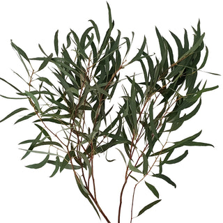 Willow Eucalyptus Green flowers - fresh-cut flowers by Bloomingmore - ideal for weddings and floral events