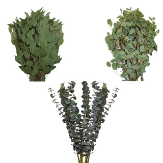 Mixed Eucalyptus "3 Amigos" Green flowers - fresh-cut flowers by Bloomingmore - ideal for weddings and floral events