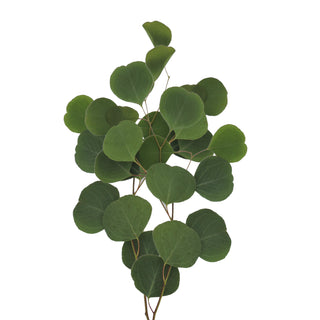 Silver Dollar Eucalyptus Green flowers - fresh-cut flowers by Bloomingmore - ideal for weddings and floral events