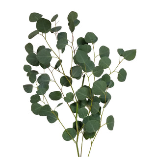 Silver Dollar Eucalyptus Green flowers - fresh-cut flowers by Bloomingmore - ideal for weddings and floral events