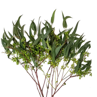 Willow Seeded Eucalyptus Green flowers - fresh-cut flowers by Bloomingmore - ideal for weddings and floral events