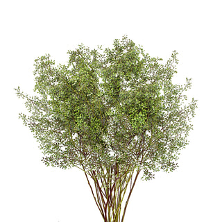 Naked Seeded Eucalyptus Green flowers - fresh-cut flowers by Bloomingmore - ideal for weddings and floral events