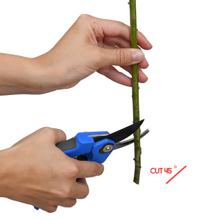 Naked Seeded Eucalyptus Green flowers - fresh-cut flowers by Bloomingmore - ideal for weddings and floral events