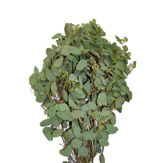 Seeded Eucalyptus Green flowers - fresh-cut flowers by Bloomingmore - ideal for weddings and floral events