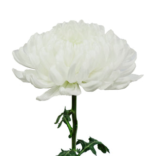 White Natural Football Mums White flowers - fresh-cut flowers by Bloomingmore - ideal for weddings and floral events
