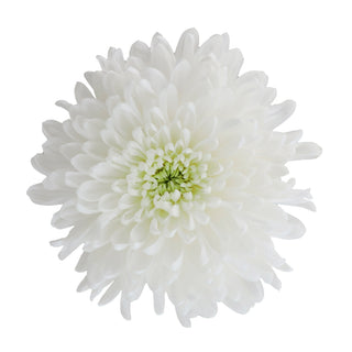 White Natural Football Mums White flowers - fresh-cut flowers by Bloomingmore - ideal for weddings and floral events