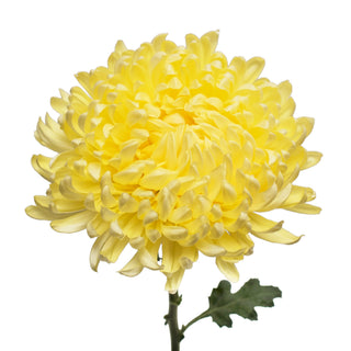 Yellow Natural Football Mums Yellow flowers - fresh-cut flowers by Bloomingmore - ideal for weddings and floral events