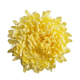Yellow Natural Football Mums Yellow flowers - fresh-cut flowers by Bloomingmore - ideal for weddings and floral events