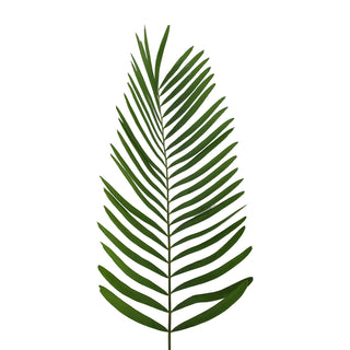 Coontie Fern - 150 Stems Green flowers - fresh-cut flowers by Bloomingmore - ideal for weddings and floral events