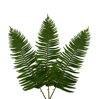 Flat Fern - 150 Stems Green flowers - fresh-cut flowers by Bloomingmore - ideal for weddings and floral events