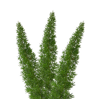 Foxtail Fern - 150 Stems Green flowers - fresh-cut flowers by Bloomingmore - ideal for weddings and floral events