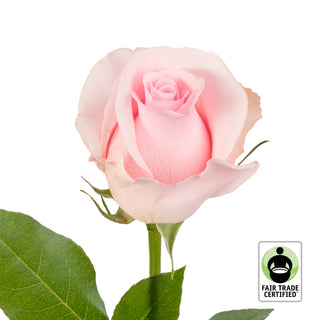 Fair Trade Natural Light Pink Roses - Choose from  25 to 100 Stems Pink roses - fresh-cut roses by Bloomingmore - ideal for weddings and floral events