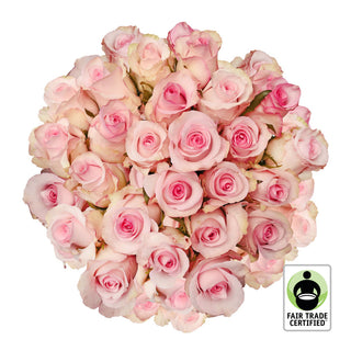 Fair Trade Natural Light Pink Roses - Choose from  25 to 100 Stems Pink roses - fresh-cut roses by Bloomingmore - ideal for weddings and floral events