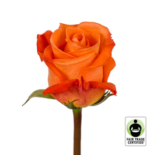 Fair Trade Natural Orange Roses - Choose from  25 to 100 Stems Orange roses - fresh-cut roses by Bloomingmore - ideal for weddings and floral events