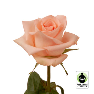 Fair Trade Natural Peach Roses - Choose from  25 to 100 Stems Peach roses - fresh-cut roses by Bloomingmore - ideal for weddings and floral events