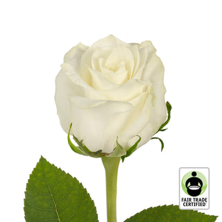 Fair Trade Natural White Roses - Choose from  25 to 100 Stems White roses - fresh-cut roses by Bloomingmore - ideal for weddings and floral events