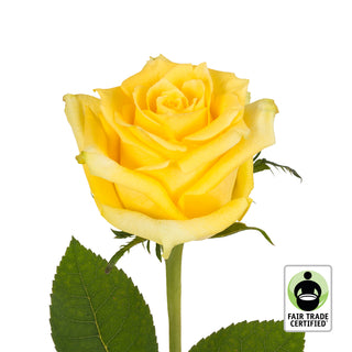 Fair Trade Natural Yellow Roses - Choose from  25 to 100 Stems Yellow roses - fresh-cut roses by Bloomingmore - ideal for weddings and floral events