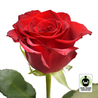 Fair Trade Natural Red Roses - Choose from  25 to 100 Stems Red roses - fresh-cut roses by Bloomingmore - ideal for weddings and floral events