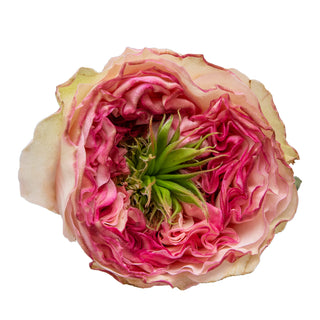 Charming Corneille Garden Rose - 75 Stems Peach roses - fresh-cut roses by Bloomingmore - ideal for weddings and floral events