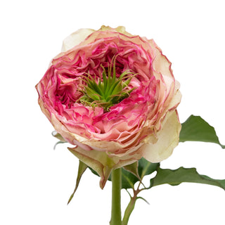 Charming Corneille Garden Rose - 75 Stems Peach roses - fresh-cut roses by Bloomingmore - ideal for weddings and floral events