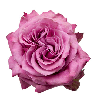 Country Blues Garden Rose - 75 Stems Pink roses - fresh-cut roses by Bloomingmore - ideal for weddings and floral events