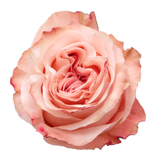 Country Home Garden Rose - 75 Stems Peach roses - fresh-cut roses by Bloomingmore - ideal for weddings and floral events