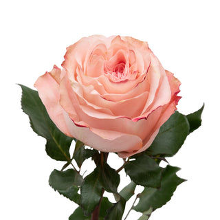 Country Home Garden Rose - 75 Stems Peach roses - fresh-cut roses by Bloomingmore - ideal for weddings and floral events