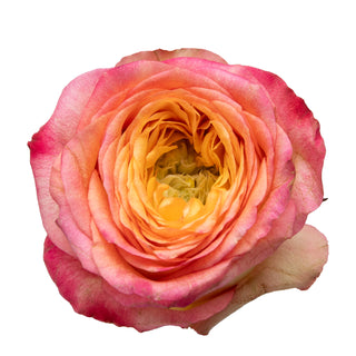 Houdini Garden Rose - 75 Stems Peach roses - fresh-cut roses by Bloomingmore - ideal for weddings and floral events