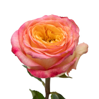 Houdini Garden Rose - 75 Stems Peach roses - fresh-cut roses by Bloomingmore - ideal for weddings and floral events