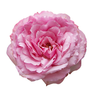 Hot Pink Mayra Garden Rose - 75 Stems Pink roses - fresh-cut roses by Bloomingmore - ideal for weddings and floral events