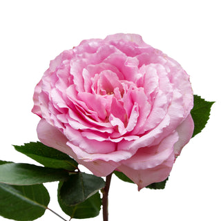 Hot Pink Mayra Garden Rose - 75 Stems Pink roses - fresh-cut roses by Bloomingmore - ideal for weddings and floral events