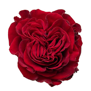 Hearts Garden Red Rose - 75 Stems Red roses - fresh-cut roses by Bloomingmore - ideal for weddings and floral events