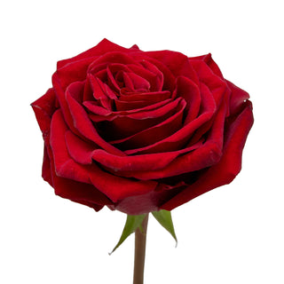 Hearts Garden Red Rose - 75 Stems Red roses - fresh-cut roses by Bloomingmore - ideal for weddings and floral events