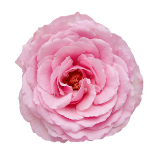 Mayra Pink Garden Rose - 75 Stems Pink roses - fresh-cut roses by Bloomingmore - ideal for weddings and floral events