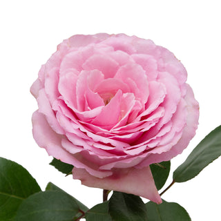 Mayra Pink Garden Rose - 75 Stems Pink roses - fresh-cut roses by Bloomingmore - ideal for weddings and floral events