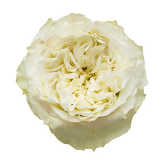 Mayra White Garden Rose - 75 Stems White roses - fresh-cut roses by Bloomingmore - ideal for weddings and floral events